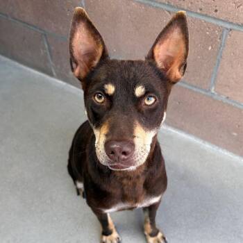 German Shepherd Dog Dogs Available for Adoption in Goleta, California - Magnolia | PetCurious