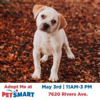 American Bulldog and Mixed Breed Dogs Available for Adoption in North Charleston, South Carolina - 06664B Trina | PetCurious