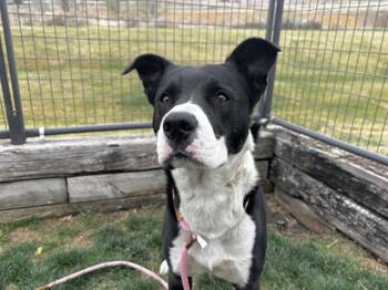 Boxer and Labrador Retriever Dogs Available for Adoption - TUX | PetCurious