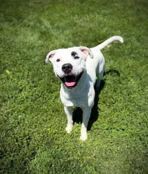 Monjie -  Australian Cattle Dog Blue Heeler and Pit Bull Terrier Dog for Adoption in Greensburg, Indiana - Monjie | PetCurious