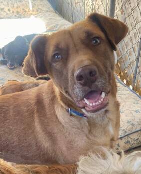 Rescue Vizsla and Labrador Retriever Dogs for Adoption in Newport Beach, California - Aiden | PetCurious