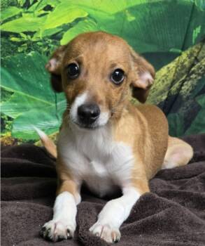 Rescue Chihuahua Dogs for Adoption in Sedalia, Colorado - Talon | PetCurious