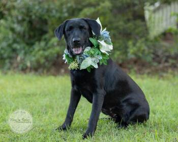 Hannah2 -  Labrador Retriever and Black Labrador Retriever Dog for Adoption in Tuscaloosa, Alabama - Hannah2 | PetCurious