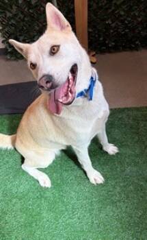 Rescue German Shepherd Dog and Siberian Husky Dogs for Adoption in Globe, Arizona - SUGAR | PetCurious