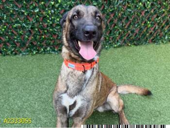 Mixed Breed Dogs Available for Adoption in West Palm Beach, Florida - WATERLOO | PetCurious