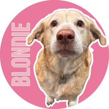 Golden Retriever and Yellow Labrador Retriever Dogs Available for Adoption in Fort Worth, Texas - Blondie | PetCurious