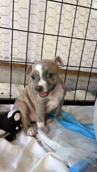 Ripple -  Pit Bull Terrier Dog for Adoption in Ayden, North Carolina - Ripple | PetCurious