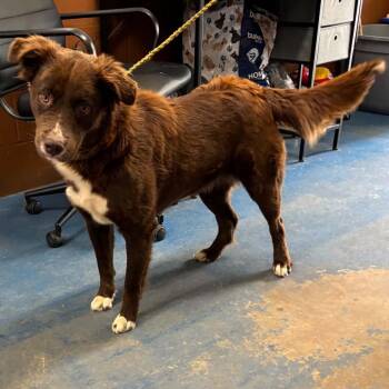 CT Navi -  Australian Shepherd and Mixed Breed Dog for Adoption in Stormville, New York - CT Navi | PetCurious