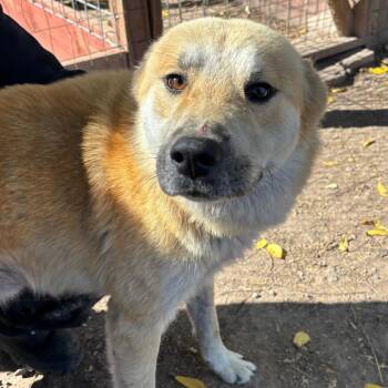 Wile E. Coyote -  Shepherd and Terrier Dog for Adoption in Sonoma, California - Wile E. Coyote | PetCurious