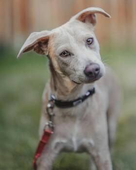 Rescue Mixed Breed Dogs for Adoption in Kitchener, Ontario - Seth | PetCurious