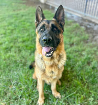 Rescue German Shepherd Dog Dogs for Adoption in Riverside, California - BINGO | PetCurious