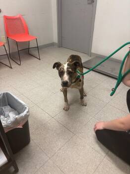 Catahoula Leopard Dog Dogs Available for Adoption in Sorrento, Louisiana - Goodwin | PetCurious