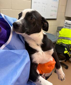 Whole Wheat -  Affenpinscher Dog for Adoption in Nacogdoches, Texas - Whole Wheat | PetCurious