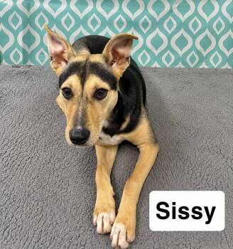 Sissy -  Hound Dog for Adoption in Manchester, Connecticut - Sissy | PetCurious