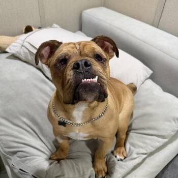 English Bulldog Dogs Available for Adoption in Huber Heights, Ohio - Winston | PetCurious