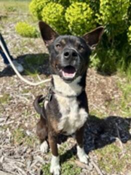 Mixed Breed Dogs Available for Adoption in Vancouver, Washington - Scuba Steeve | PetCurious