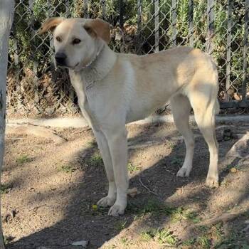 Labrador Retriever and Mixed Breed Dogs Available for Adoption - TOOTSIE | PetCurious
