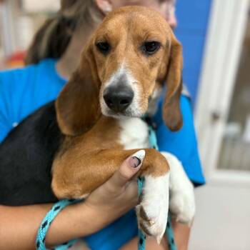 Matcha - Chino Hills Location -  Beagle Dog for Adoption in Chino Hills, California - Matcha - Chino Hills Location | PetCurious