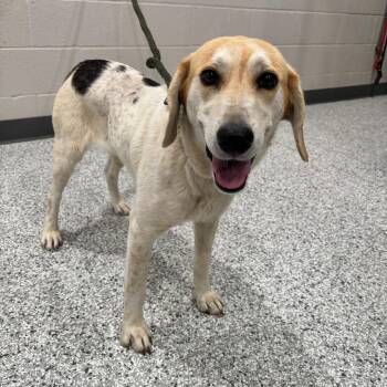 Beagle and Labrador Retriever Dogs Available for Adoption in Smithville, Tennessee - Penelope | PetCurious