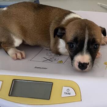 Pup 3 Cassidy -  Rat Terrier and Mixed Breed Dog for Adoption in Galax, Virginia - Pup 3 Cassidy | PetCurious