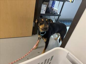 FLORENCE -  Mixed Breed Dog for Adoption in Santa Fe, New Mexico - FLORENCE | PetCurious