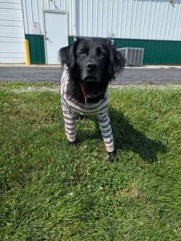 Paramore -  Labrador Retriever and Golden Retriever Dog for Adoption in Lancaster, Ohio - Paramore | PetCurious