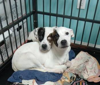 Australian Cattle Dog Blue Heeler and Pit Bull Terrier Dogs Available for Adoption in Lonsdale, Arkansas - Houston | PetCurious