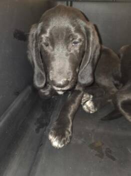 Mixed Breed Dogs Available for Adoption - Berry | PetCurious