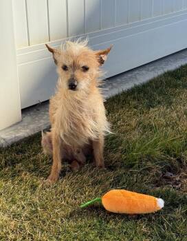 Chihuahua and Terrier Dogs Available for Adoption - Wylie | PetCurious