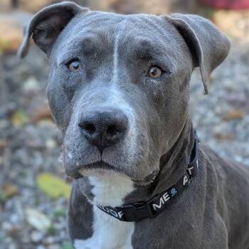 Mixed Breed Dogs Available for Adoption - Slate | PetCurious