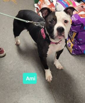 Rescue Pit Bull Terrier Dogs for Adoption in Richmond, Indiana - Ami | PetCurious