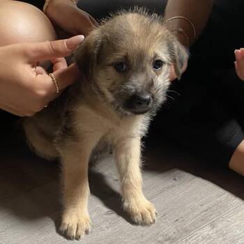 Border Terrier Dogs Available for Adoption in Escondido, California - Wisteria | PetCurious