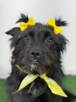 Callie-One of our Amazing Rescue Dogs -  Scottish Terrier and Cairn Terrier Dog for Adoption in Carlsbad, California - Callie-One Of Our Amazing Rescue Dogs | PetCurious