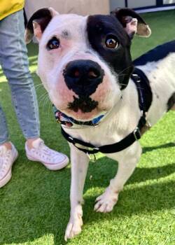 BEANIE -  Pit Bull Terrier Dog for Adoption in San Francisco, California - BEANIE | PetCurious