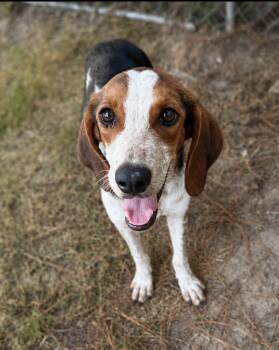 Ella Langley -  Treeing Walker Coonhound Dog for Adoption in Tulsa, Oklahoma - Ella Langley | PetCurious