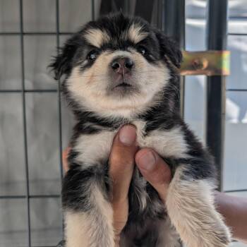 Uinta -  Mixed Breed Dog for Adoption in Park City, Utah - Uinta | PetCurious