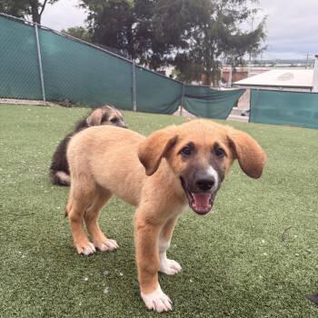 Peanut -  Great Pyrenees and Anatolian Shepherd Dog for Adoption in Gallatin, Tennessee - Peanut | PetCurious