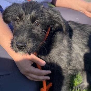 Mixed Breed Dogs Available for Adoption - Ladle | PetCurious