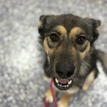 Chloe -  German Shepherd Dog Dog for Adoption in Felton, Pennsylvania - Chloe | PetCurious