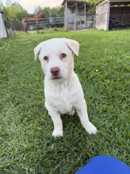 Labrador Retriever and Husky Dogs Available for Adoption in League City, Texas - Montana  | PetCurious