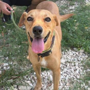 Virgo -  Mixed Breed Dog for Adoption in North Vancouver, British Columbia - Virgo | PetCurious