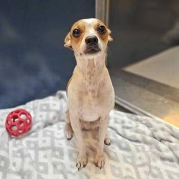 Junior -  Chihuahua Dog for Adoption in Bellingham, Washington - Junior | PetCurious