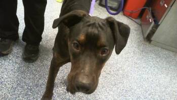 Rottweiler and German Shepherd Dog Dogs Available for Adoption in Charlotte, North Carolina - PEABODY | PetCurious