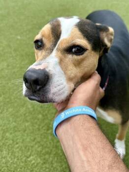 Mercedes -  Mixed Breed Dog for Adoption in Wichita, Kansas - Mercedes | PetCurious
