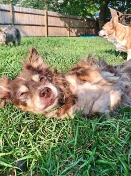 Peeky Poo -  Chihuahua Dog for Adoption in Groveland, Massachusetts - Peeky Poo | PetCurious