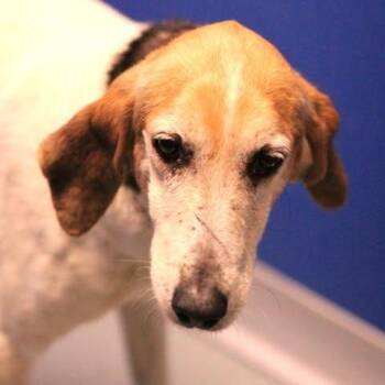 Hound Dogs Available for Adoption in Fredericksburg, Virginia - 26-00570 | PetCurious