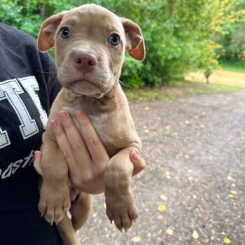 Sandbar -  Mixed Breed Dog for Adoption in Buffalo, Minnesota - Sandbar | PetCurious