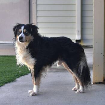 Snickers -  Australian Shepherd and Mixed Breed Dog for Adoption in Ottawa, Kansas - Snickers | PetCurious