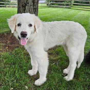 Poppy -  Great Pyrenees Dog for Adoption in Williston, Vermont - Poppy | PetCurious