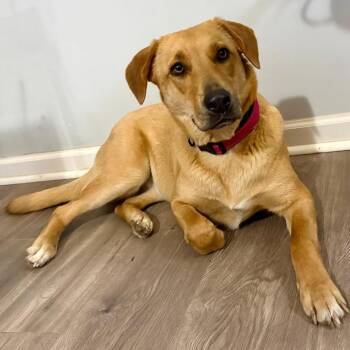 Labrador Retriever and Mixed Breed Dogs Available for Adoption in Medford Lakes, New Jersey - Sandi | PetCurious